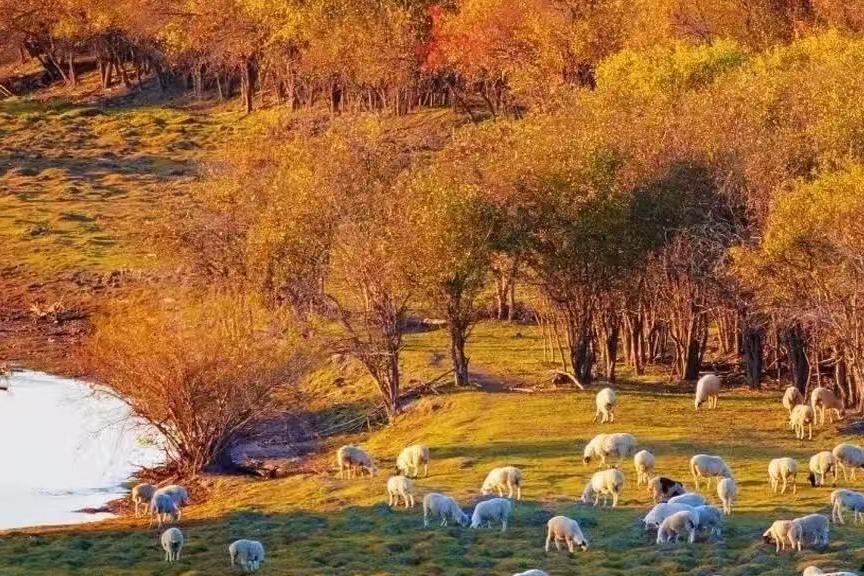 在马背与讲坛之间，做草原文化的“解信人”