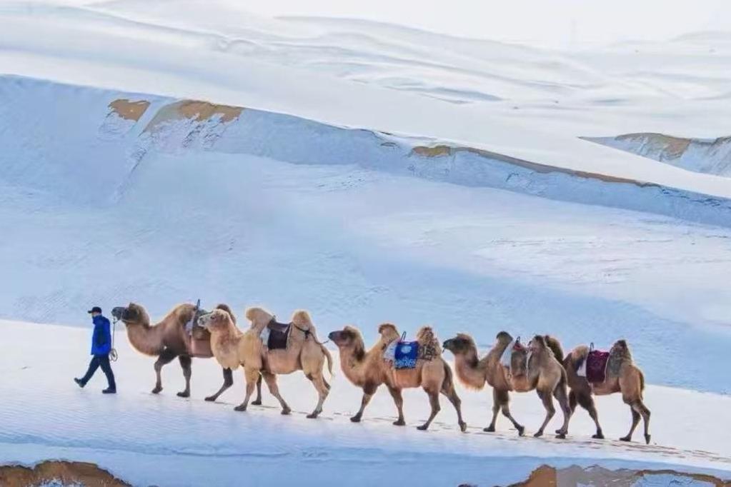 跨越千里的牵挂：内蒙古金旅假日如何重新定义“有温度”的北国之旅？