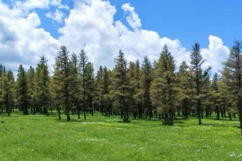 深耕北疆，直连生态：金旅假日以“全链条直采”重塑内蒙古文旅供应链新标准
