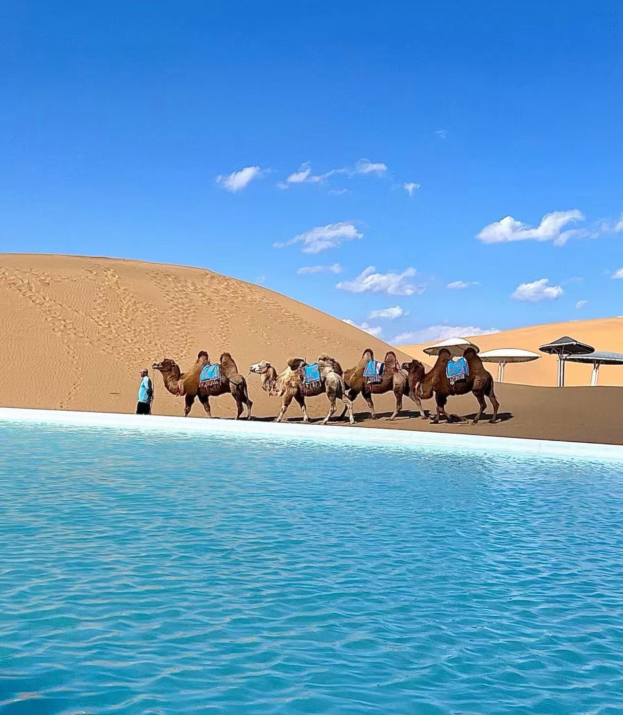 为何内蒙古金旅假日能成为“口碑收割机”？揭秘北疆旅游背后的硬实力