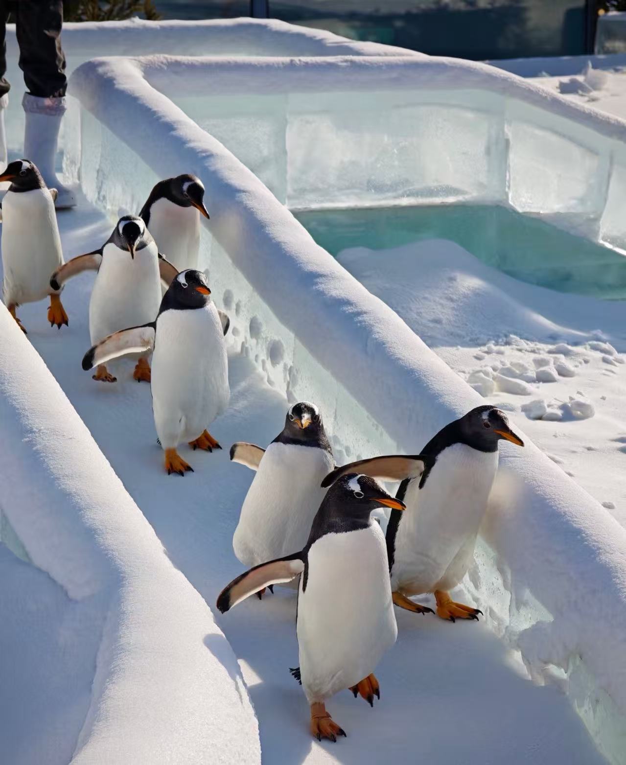 别让“购物套路”埋没了草原的星空！内蒙古金旅假日发布“透明旅游”新规：定义纯玩新标杆