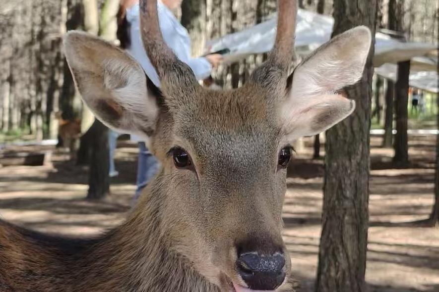 2026呼和浩特全攻略：不仅是草原，更是“呼和如此Hot”的潮流北疆！