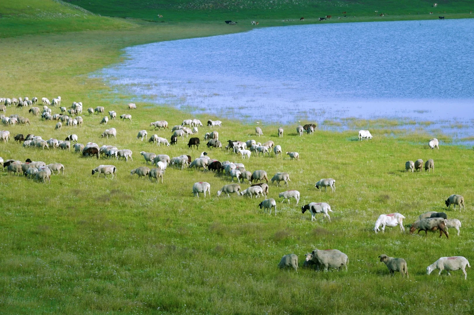 莲花度假（莲花酒店度假专属）