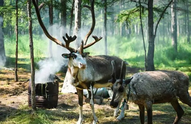 呼伦逐绿（呼伦贝尔5天4晚纯玩深度游）