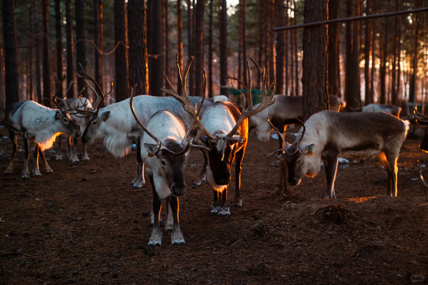 呼伦逐绿（呼伦贝尔5天4晚纯玩深度游）