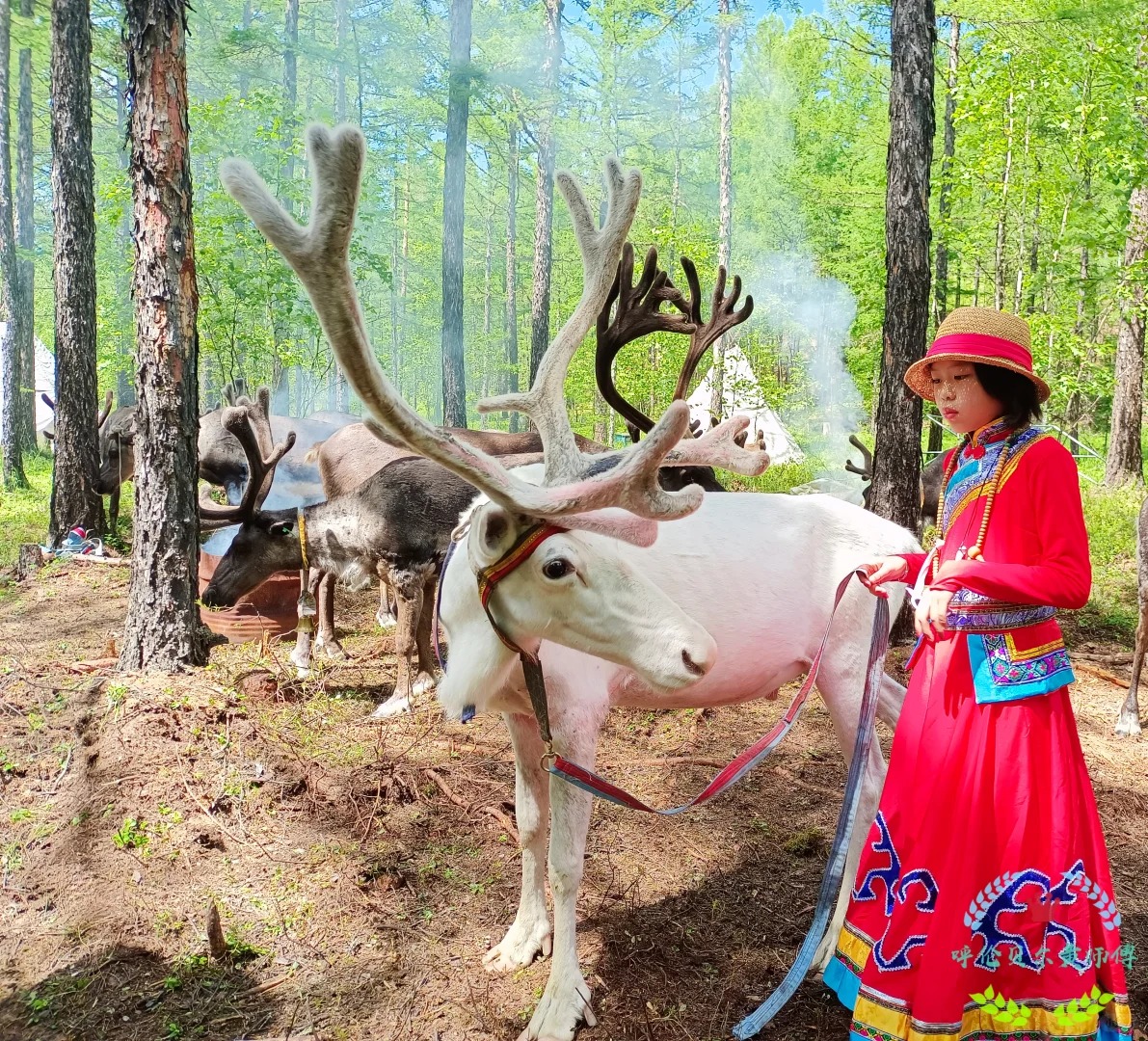 呼伦逐绿（呼伦贝尔5天4晚纯玩深度游）